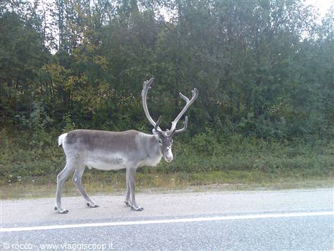 Scandinavia nord orientale