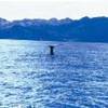 balene a Kaikoura NUOVA ZELANDA 