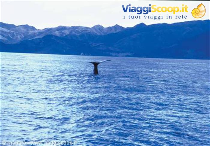 balene a Kaikoura