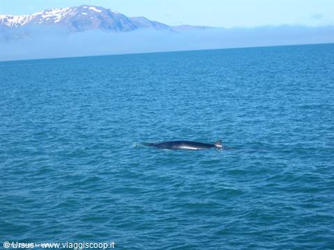 Balene ad Husavik