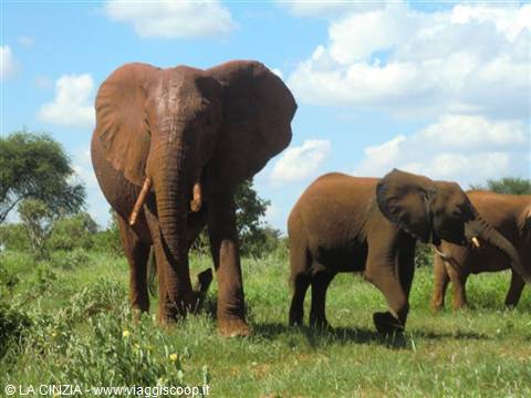 SAFARI ALLO TSAVO EST