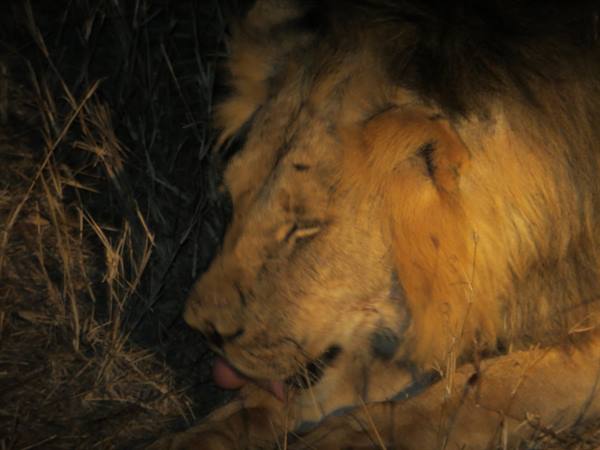 IL SAFARI NOTTURNO A TAITA HIILL'S