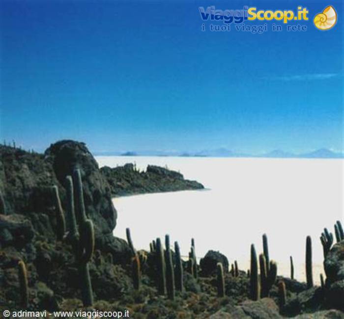 isla del pescado - salar de Uyuni