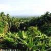 la lussureggiante vegetazione REPUBBLICA DOMINICANA 