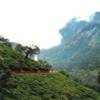 sentiero per l'Adam's Peack - piantagioni di tè SRI LANKA 