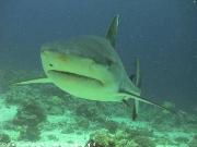 Sudan crociera sub