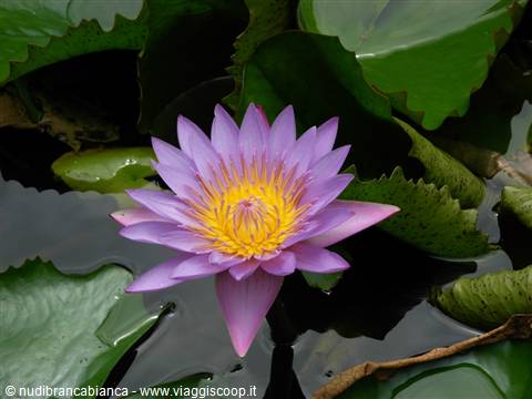 Polinesia Francese