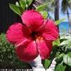 Hibiscus POLINESIA FRANCESE 