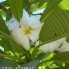 Frangipane POLINESIA FRANCESE 