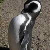 Il pinguino preferito ARGENTINA 