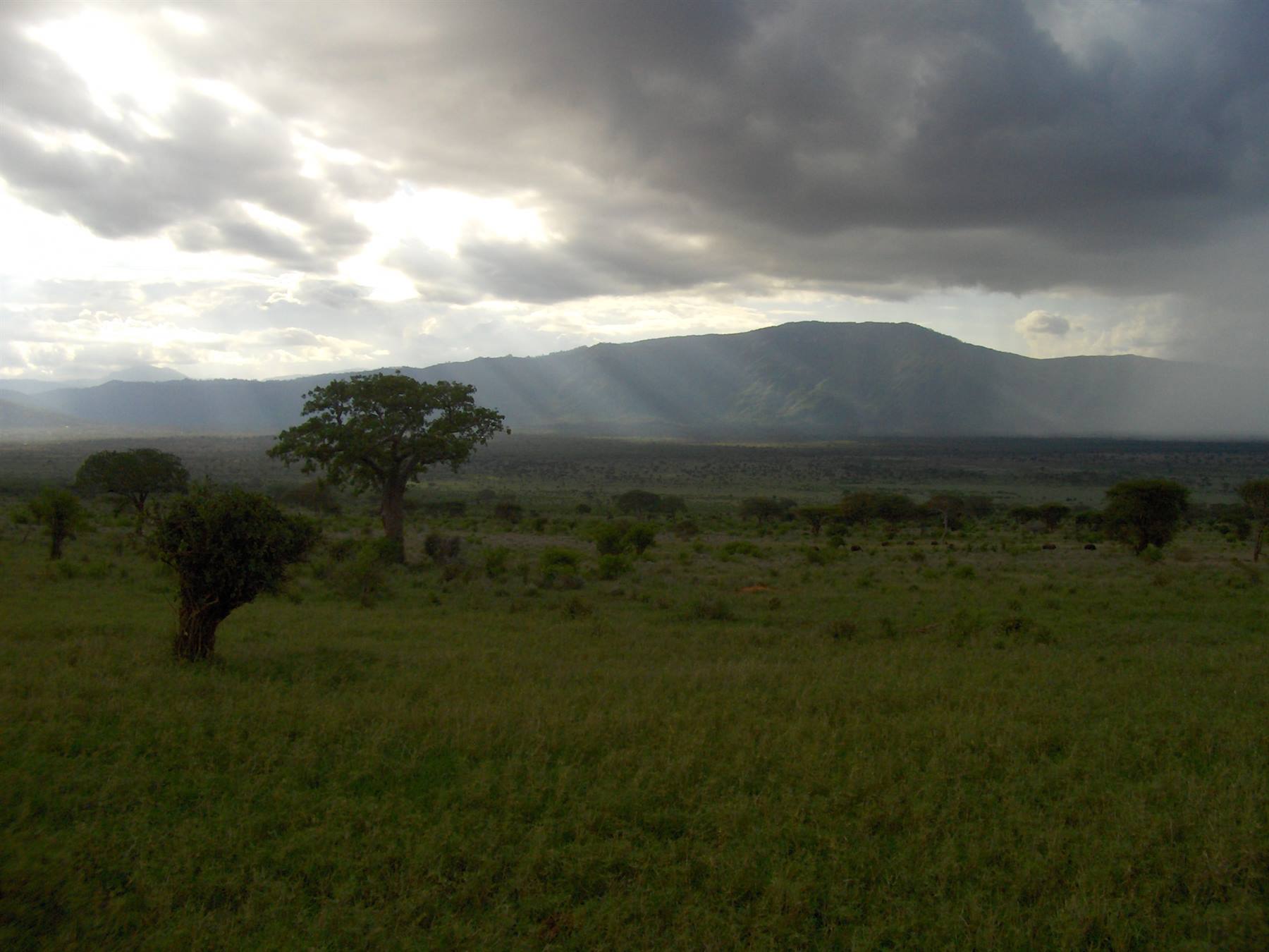 Savana