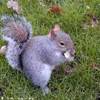 Scoiattolo che mangia una Pringles a Regent's Park!! REGNO UNITO 