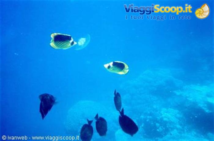 Pesci farfalla che mangiano la medusa quadrifoglio