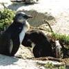 Great Pinguin SUD AFRICA 