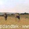 Bufali SUD AFRICA 
