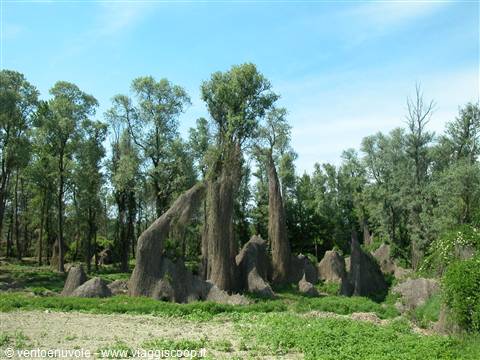 La foresta incantata