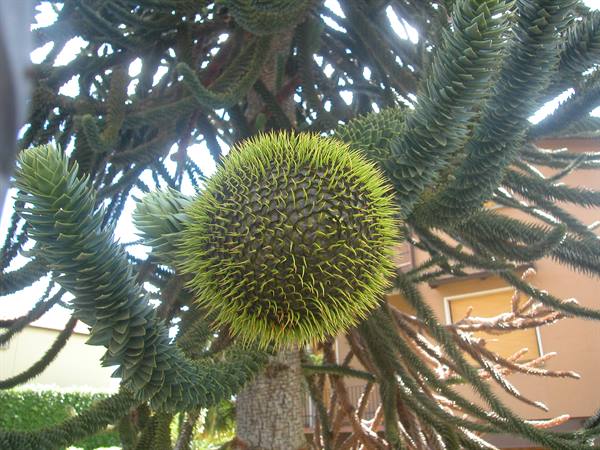 Aruncaria