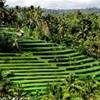 Le verdi risaie di Bali... INDONESIA 