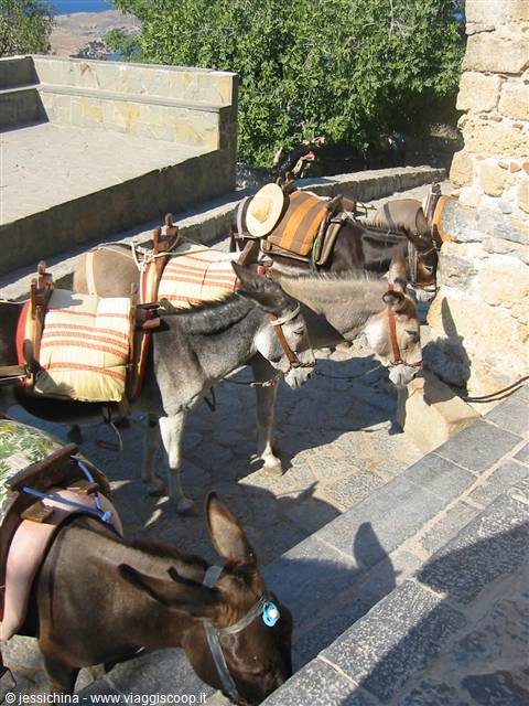 asinelli di lindos(ma noi siamo saliti a piedi)
