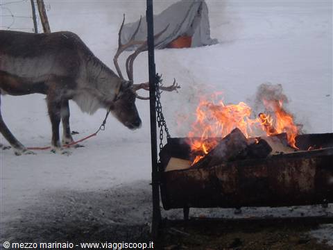 Lapponia Finlandese