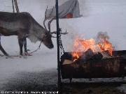 Renna e fuoco