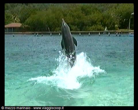 Delfini e pirati