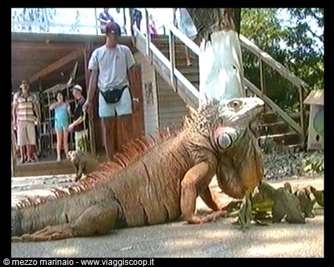 iguana