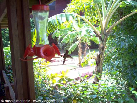colibrì
