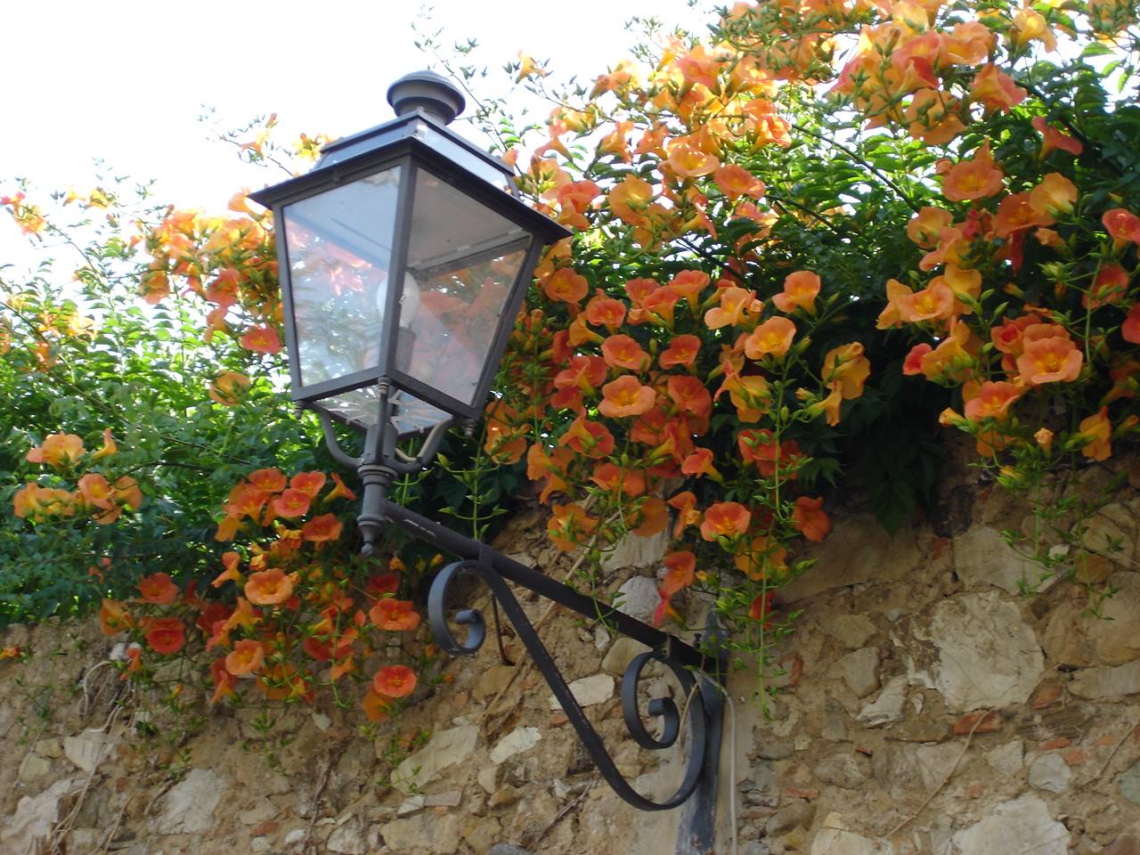 Bolgheri