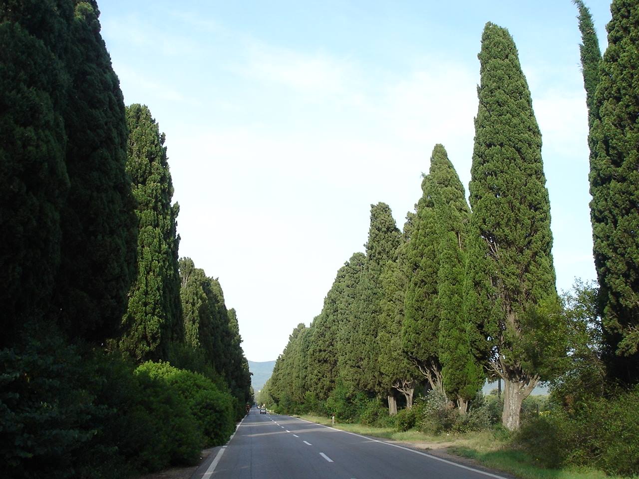 I famosi cipressi di Bolgheri