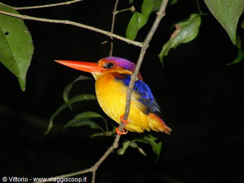 BORNEO JUNGLE