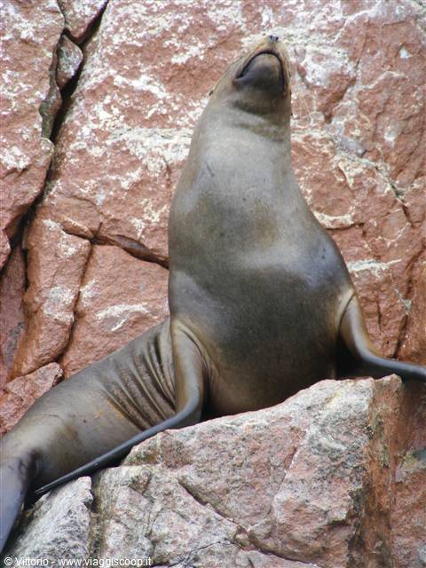 Isole Ballestas: Leone Marino in posa