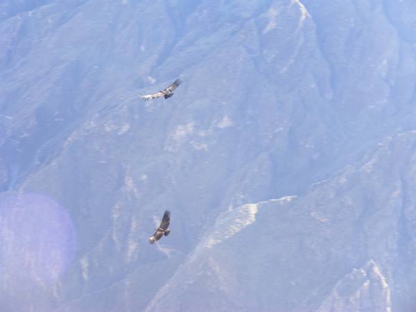 condor nel Colca canyon