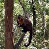 2.9 - Monkey Land (Cercopiteco) SUD AFRICA 