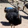3.5 Oudtshoorn - CangoOstrichFarm (Struzzi) SUD AFRICA 