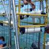 5.2 - Gansbaai  - Dyer Island SUD AFRICA 