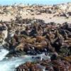 5.10 - Gansbaai - Geyser Island (Foche) SUD AFRICA 