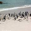 6.7 - Cape Peninsula - Boulders Beach (Pinguini Africani).jpg SUD AFRICA 