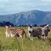 8.4 - Swaziland - Milwane Wildlife Sanctuary Nature Reserve (Zebre).jpg SUD AFRICA 