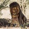 9.25 - Karongwe Game Reserve (Leoni).JPG SUD AFRICA 