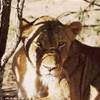 9.29 - Karongwe Game Reserve (Leonessa).JPG SUD AFRICA 