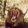 9.33 - Karongwe Game Reserve (Leone).JPG SUD AFRICA 