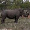 10.10 - Karongwe Game Reserve (Rinoceronte Nero).jpg SUD AFRICA 