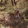 11.3 - Karongwe Game Reserve (Leopardo).JPG SUD AFRICA 