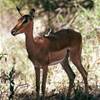 11.7 - Kruger National Park (Impala).JPG SUD AFRICA 