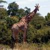 11.9 - Kruger National Park (Giraffa).jpg SUD AFRICA 