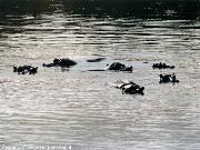 Swaziland - Milwane Wildlife Sanctuary Nature Reserve (Ippopotami)