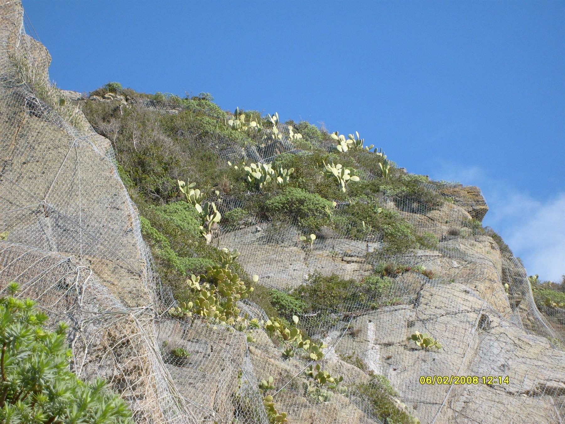 I cactus sulle pareti della Via Dell'Amore
