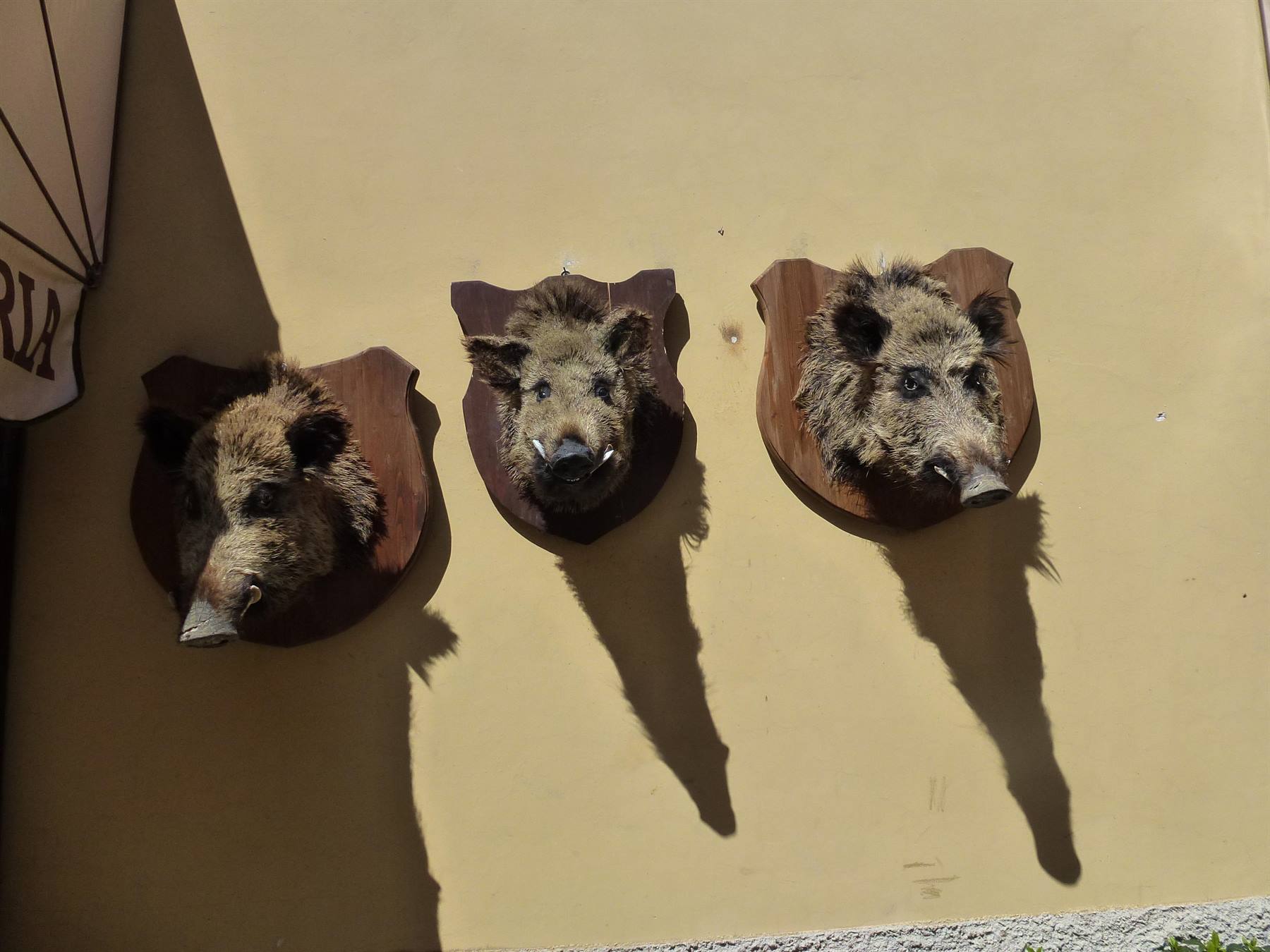 Tre trofei di cinghiale impagliati su scudi di legno, muro giallo