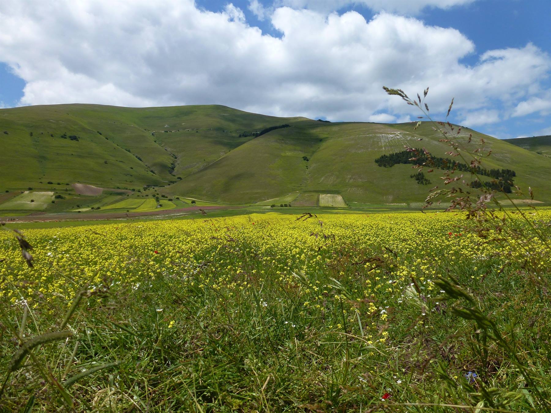 Campo fiorito giallo sotto colline verdi a Castelluccio di Norcia, nuvole bianche